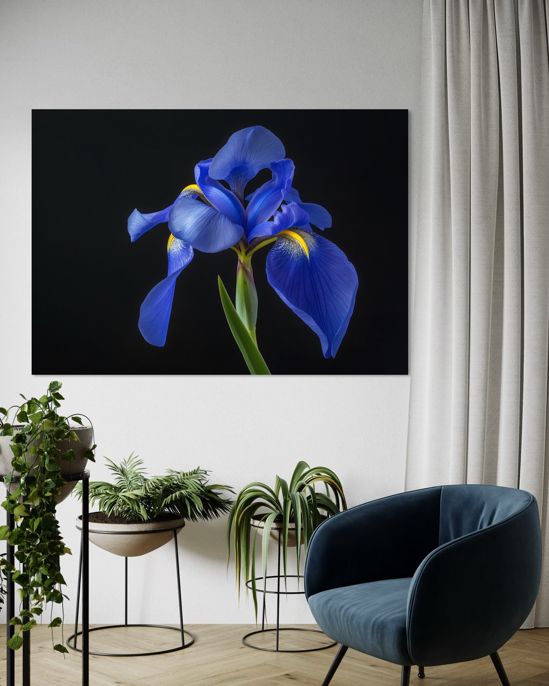 Stupore elegante: iris blu su sfondo scuro, telaio nero
